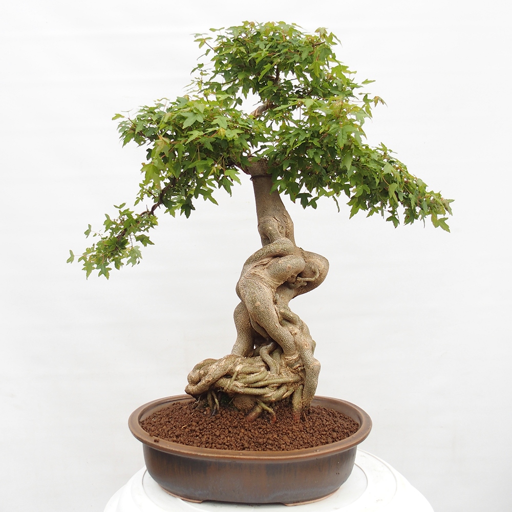Bonsai im Freien - Ahorn Buergerianum - Burger Maple