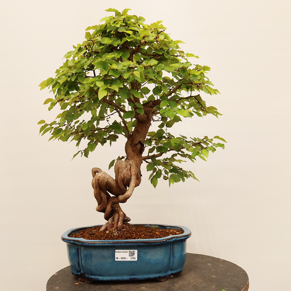 Bonsai im Freien - Carpinus Coreana - Koreanische Hainbuche