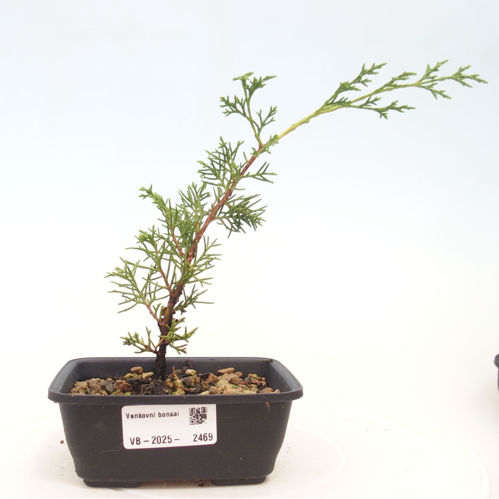 Outdoor bonsai - Juniperus chinensis Itoigawa - Chinese juniper