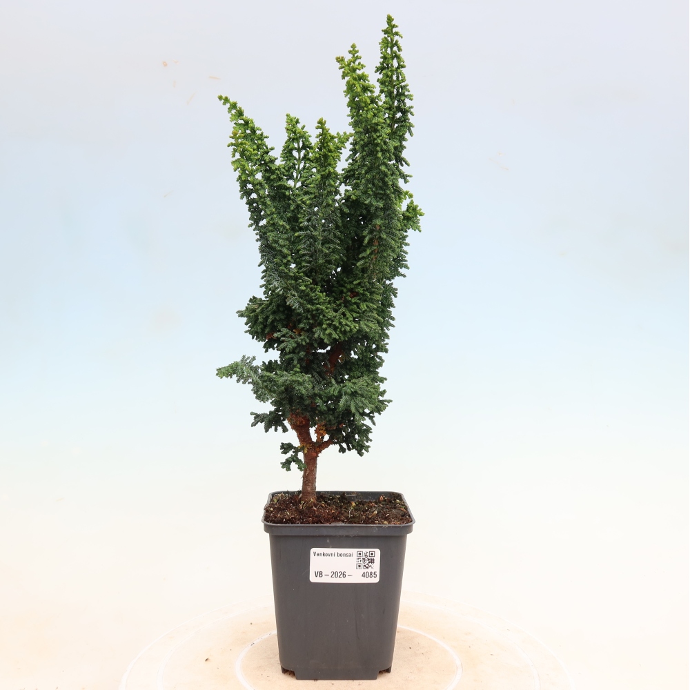 Bonsai für draußen - Cham. obtusa SEKKA HINOKI - Zypresse