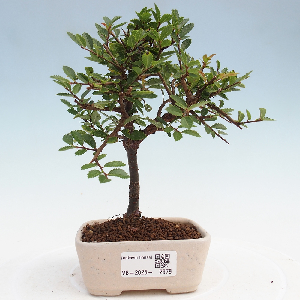 Bonsai im Freien - Ulmus parvifolia Sagei - Kleinblättrige Ulme