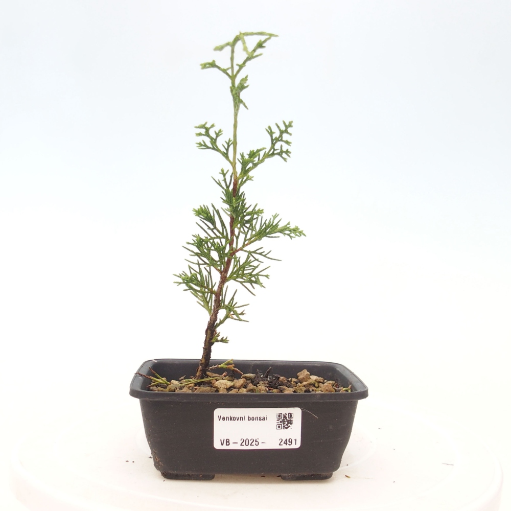 Outdoor bonsai - Juniperus chinensis Itoigawa - Chinese juniper