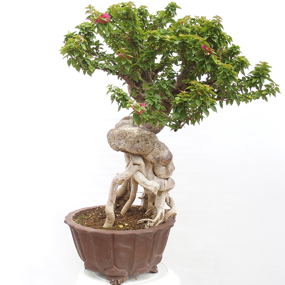 Zimmerbonsai - Bouganwilea