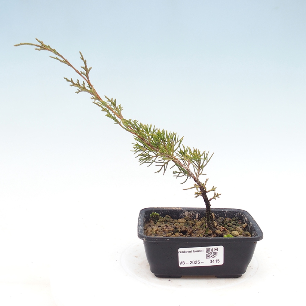 Bonsai für draußen - Juniperus chinensis Itoigawa