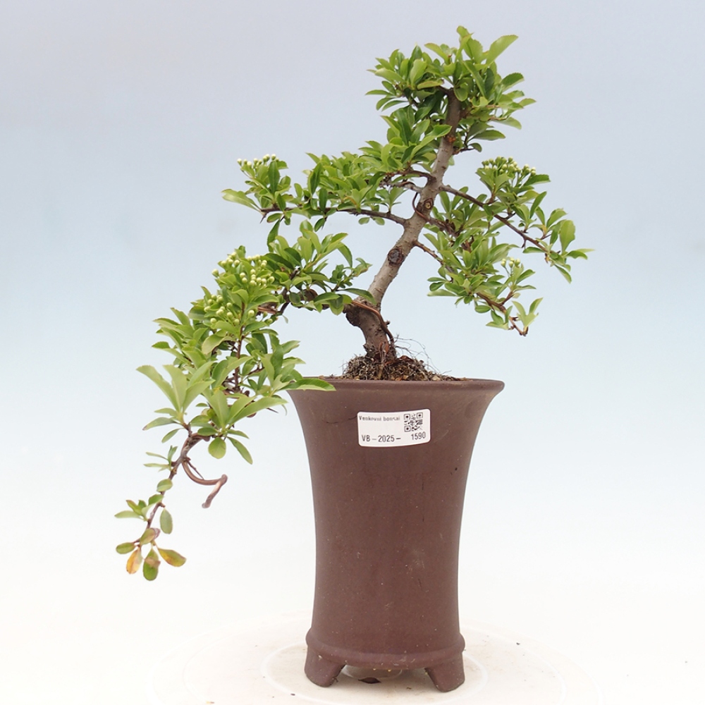 Outdoor Bonsai-Pyracanta Teton -Bäckerei