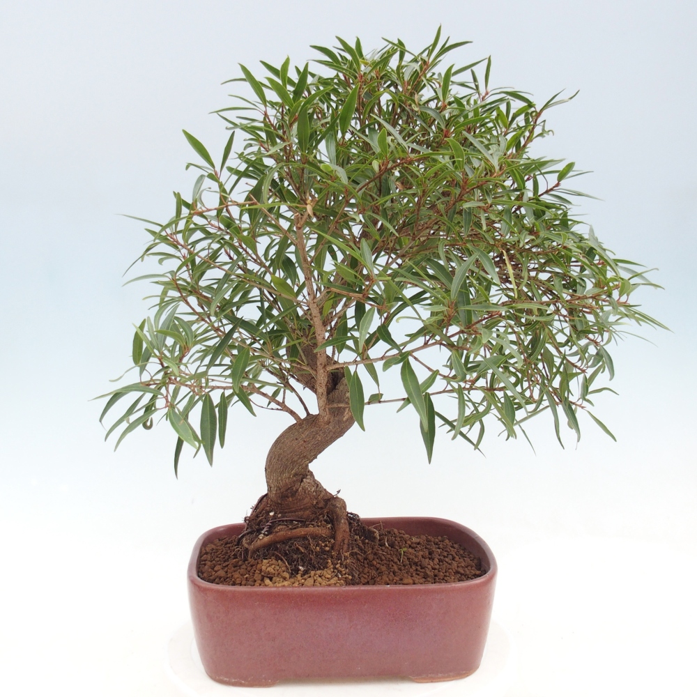 Zimmerbonsai - Ficus nerifolia - Kleinblättriger Ficus