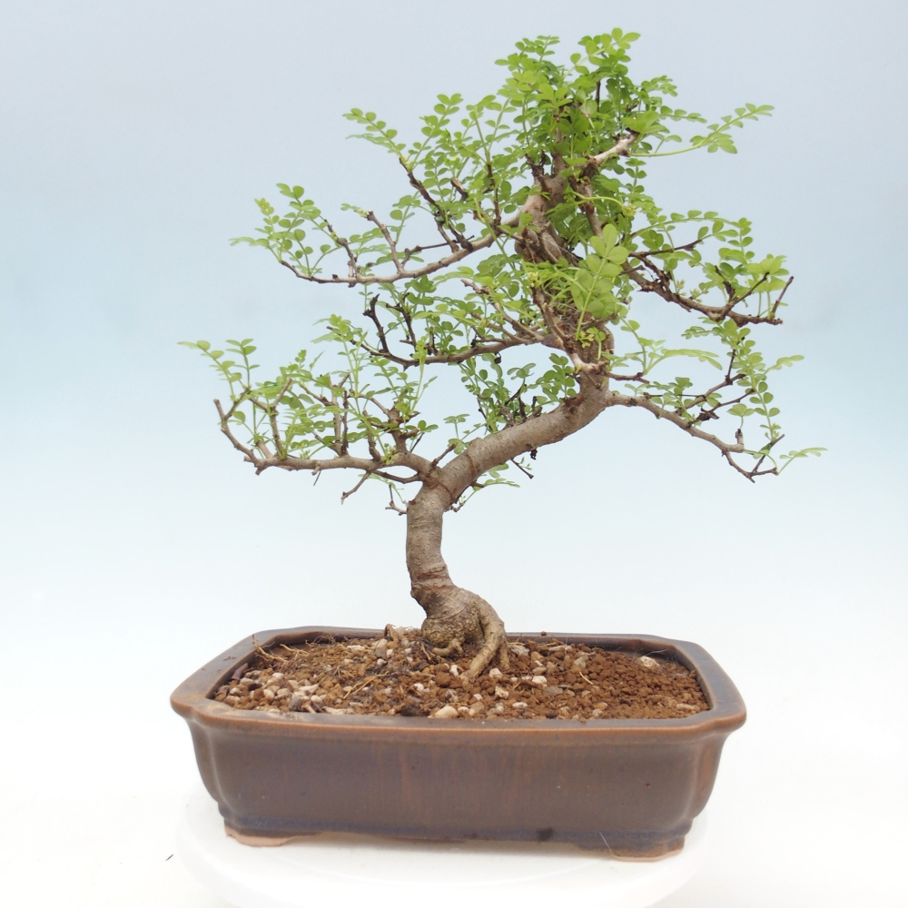 Zimmer Bonsai - Zantoxylum piperitum - Pfefferbaum