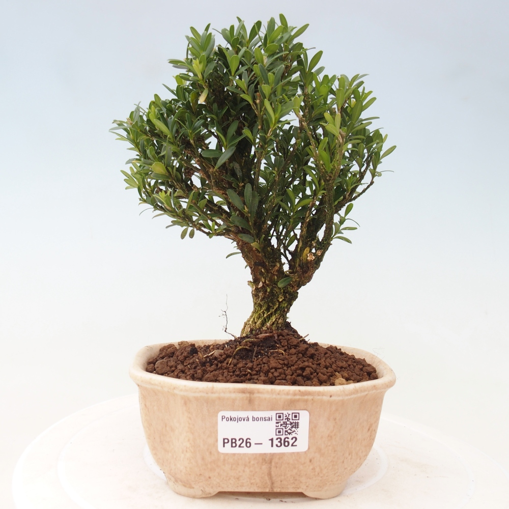 Zimmer Bonsai - Buxus harlandii - Korkbuxus