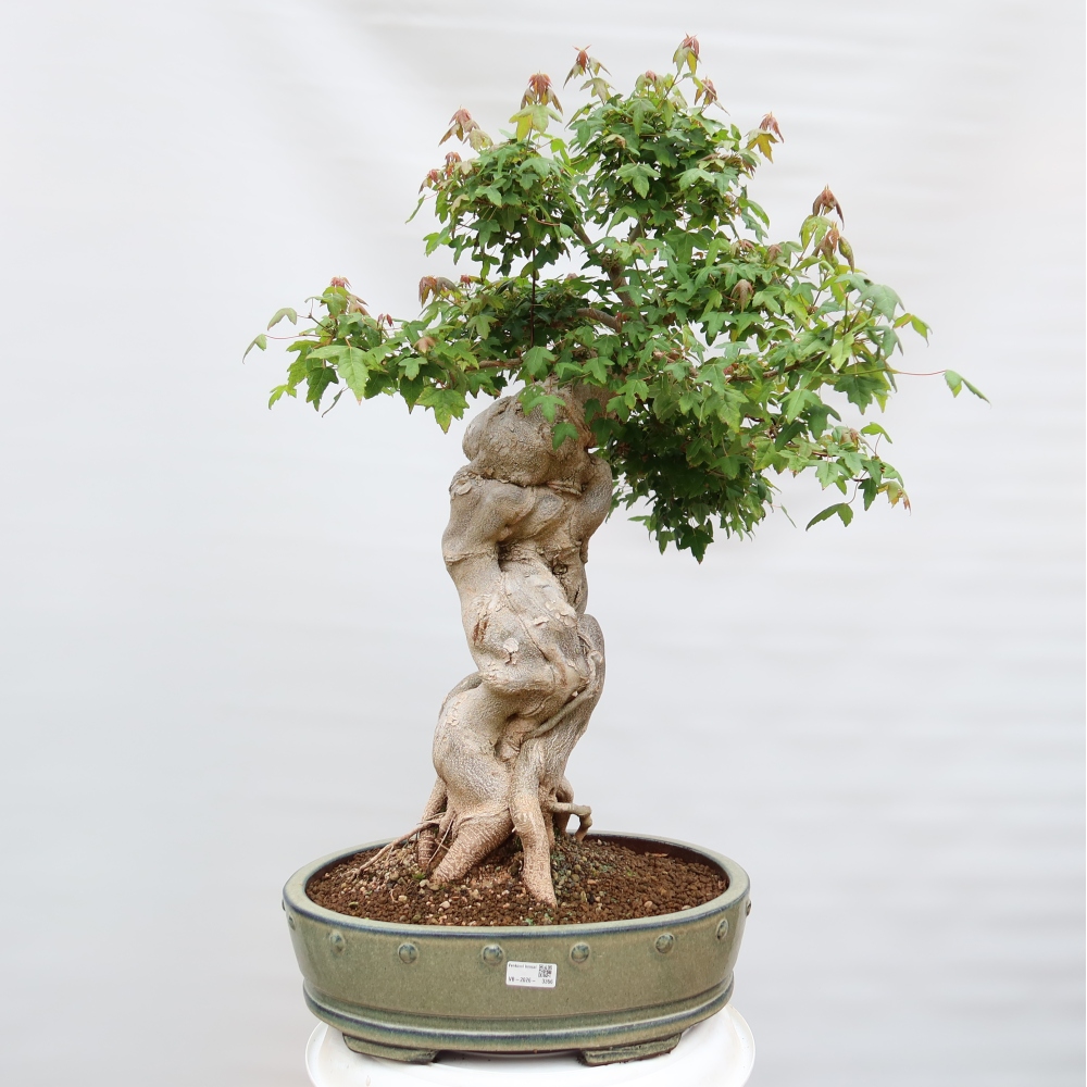 Bonsai für draußen - Ahorn Burger - Acer Burgerianum