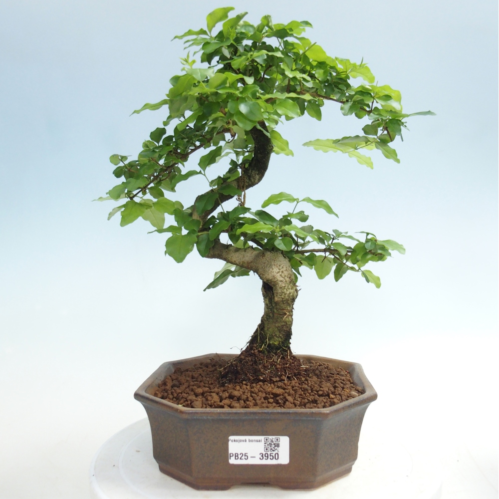 Zimmer Bonsai -Ligustrum chinensis - Vogelschnabel