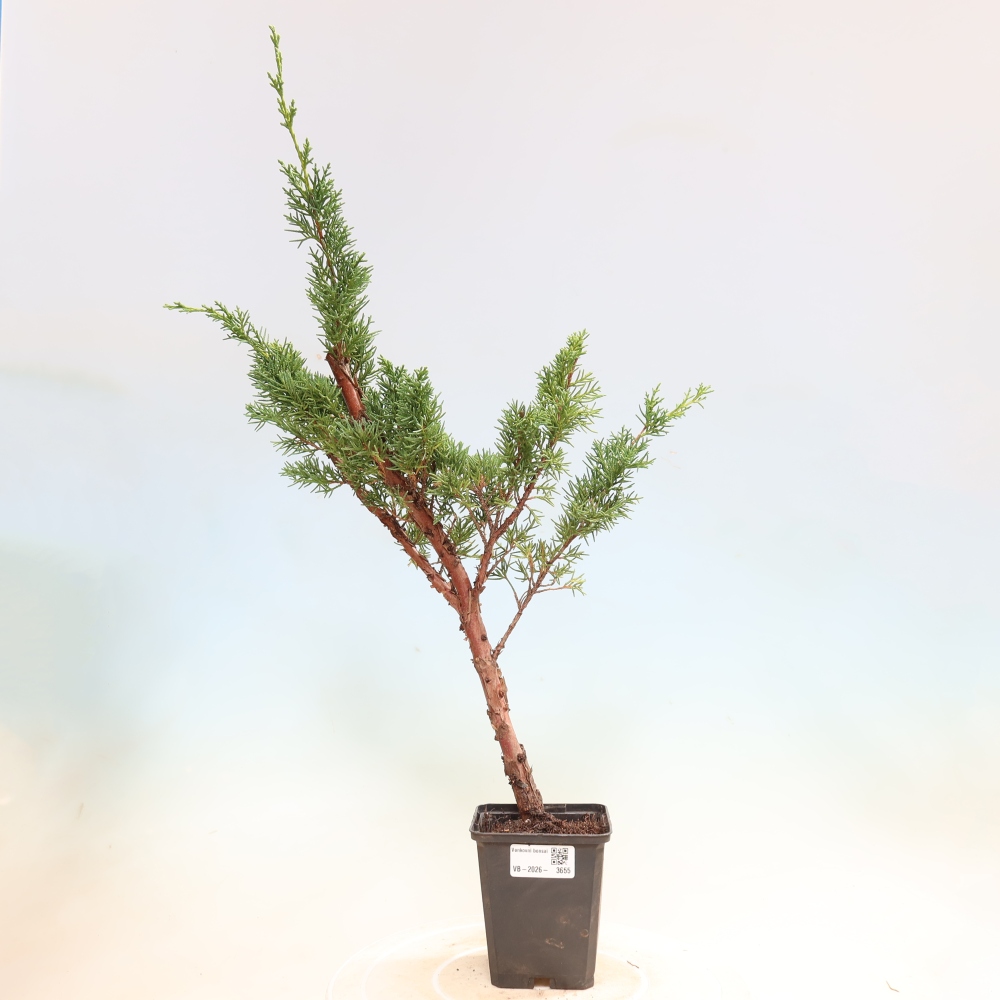 Bonsai für draußen - Juniperus chinensis Kishu