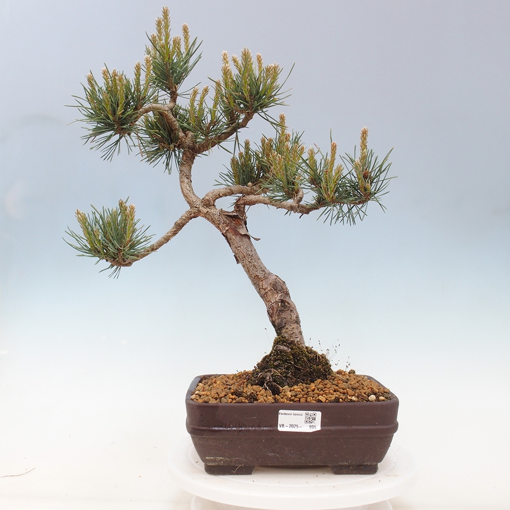 Bonsai im Freien - Pinus Sylvestris - Waldkiefer