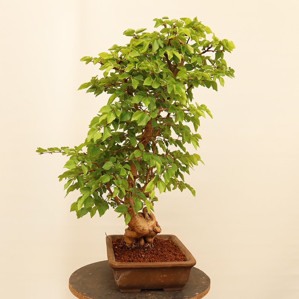 Bonsai im Freien - Carpinus Coreana - Koreanische Hainbuche
