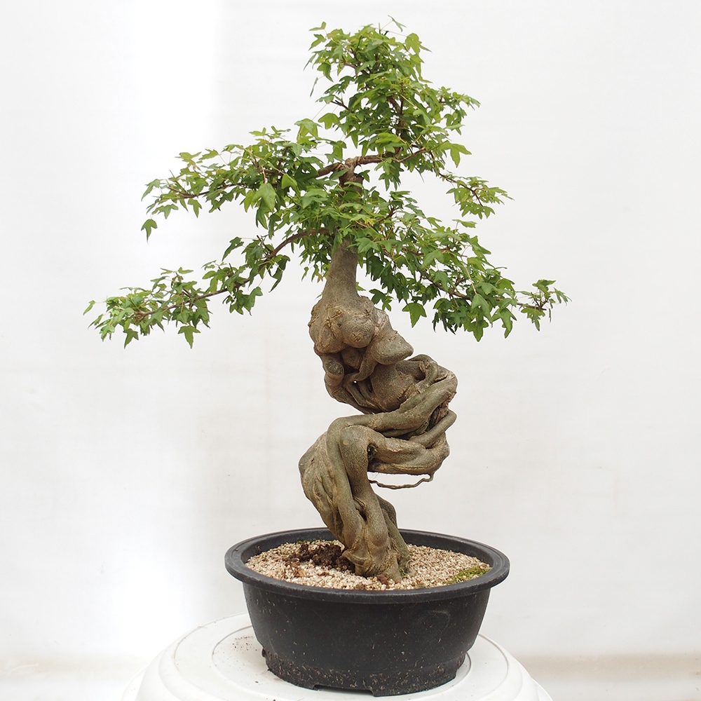 Bonsai im Freien - Ahorn Buergerianum - Burger Maple