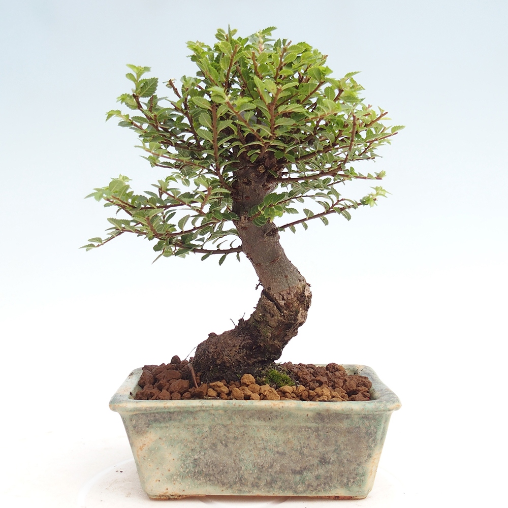 Bonsai im Freien - Ulmus parvifolia Hokkaido - Chinesische Ulme