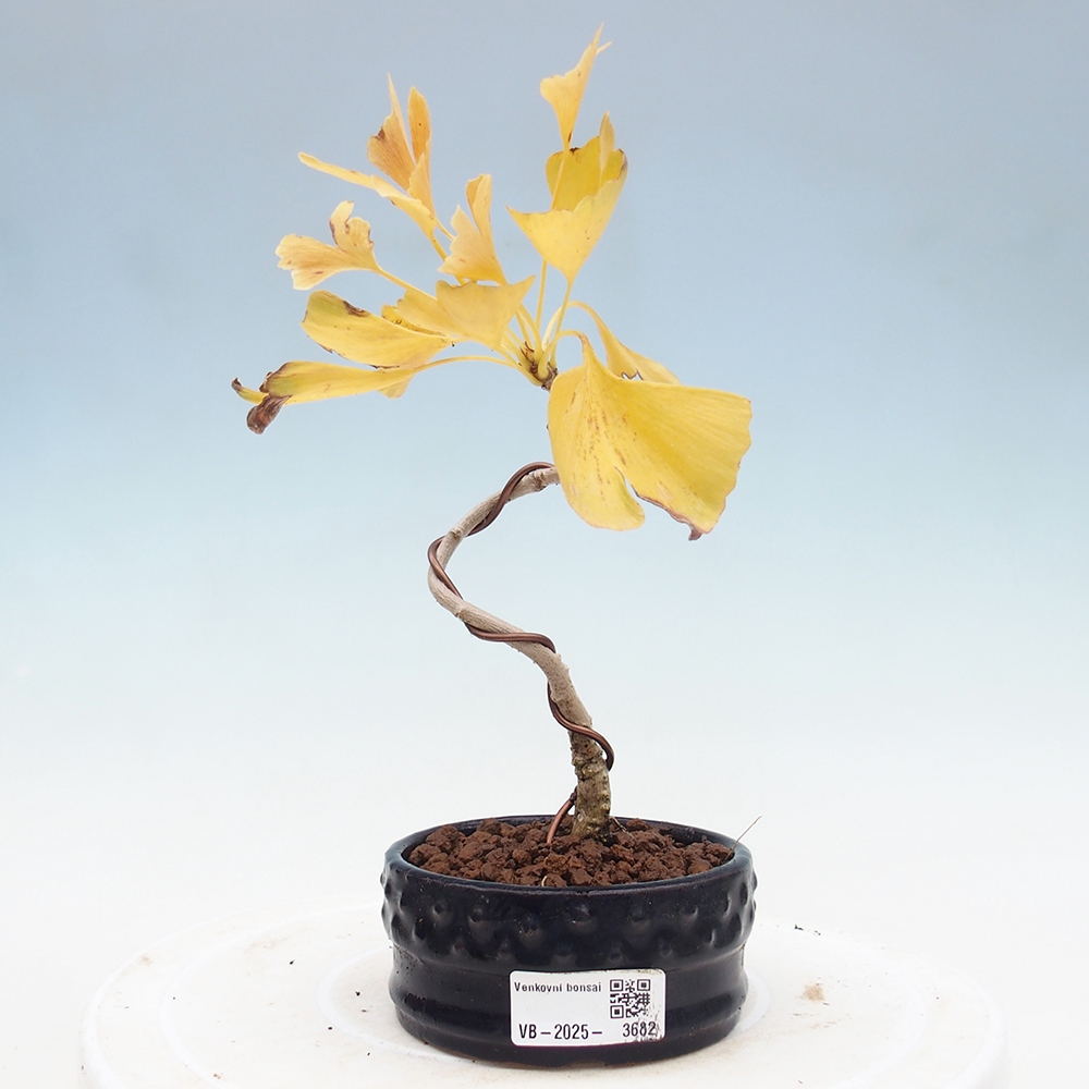 Bonsai im Freien - Ginkgo biloba