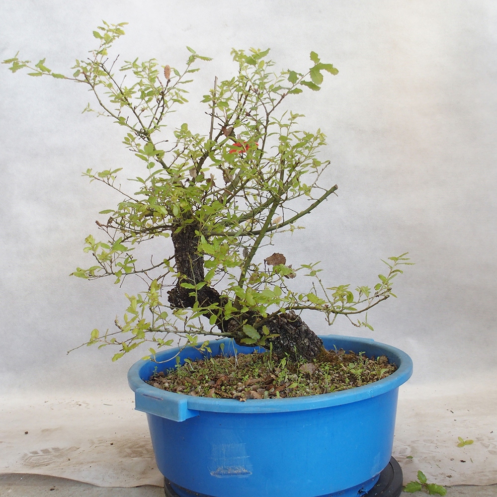 Freilandbonsai Quercus Cerris - Eiche Cer