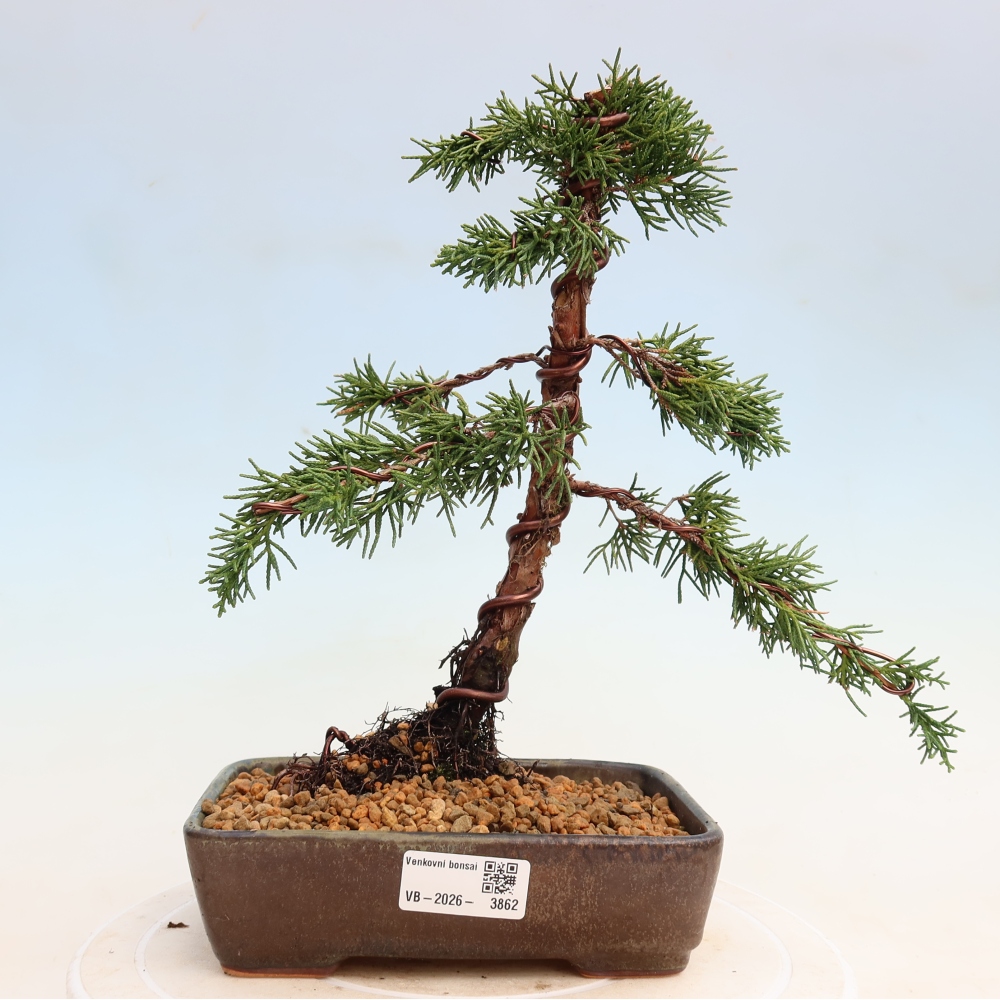 Bonsai für draußen - Juniperus chinensis Kishu