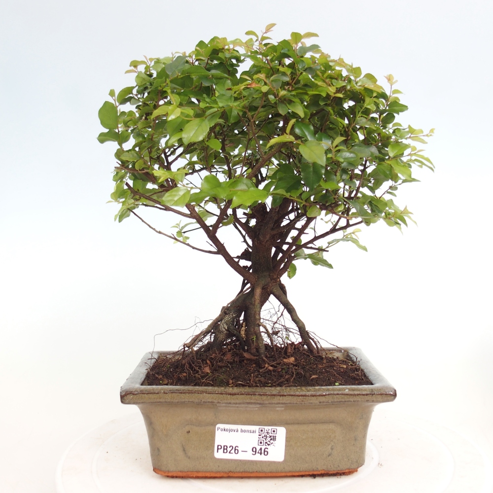 Zimmer Bonsai - Sageretia thea - Sageretia thea