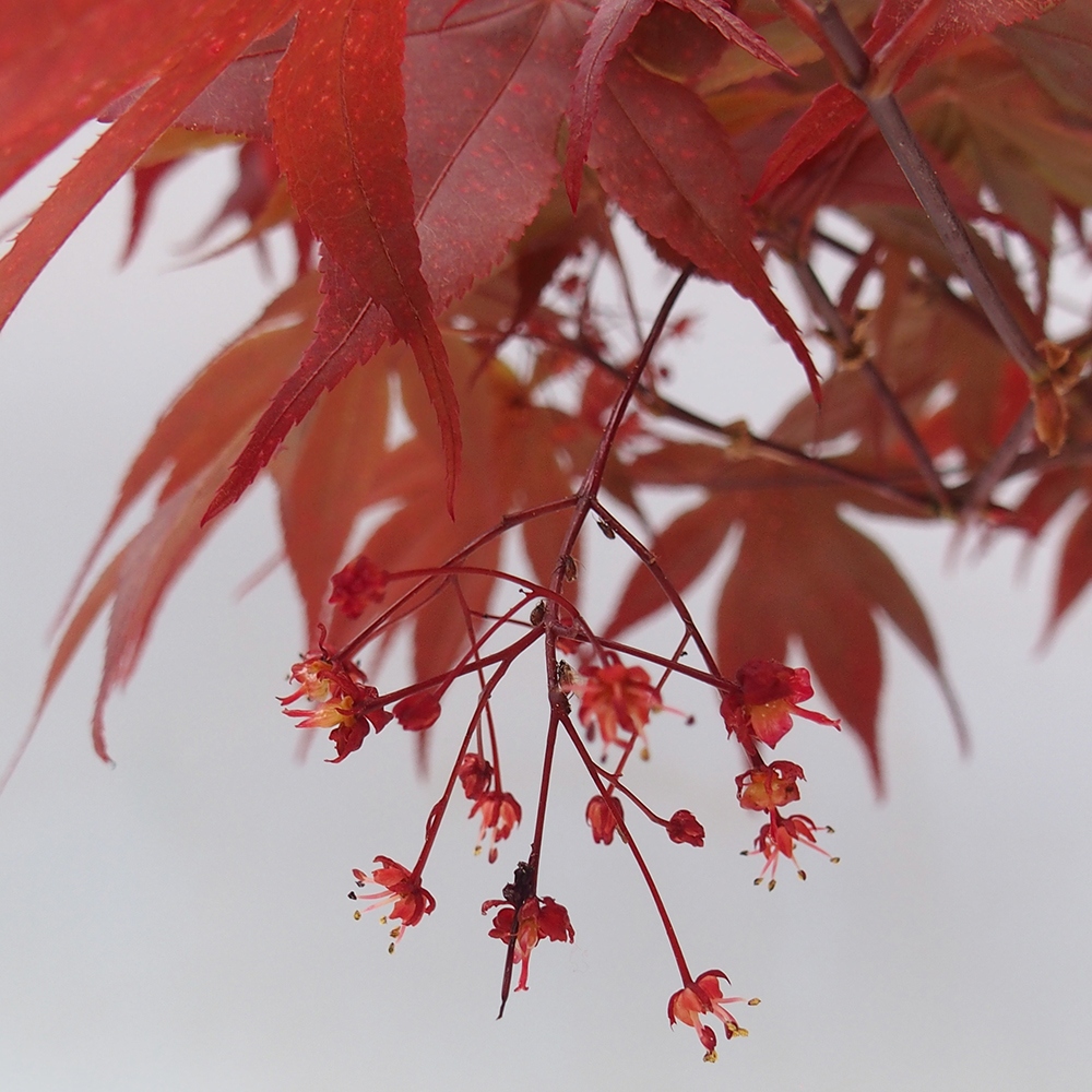 Bonsai im Freien - Acer-Palme. Atropurpureum-Palmenblatt-Ahorn