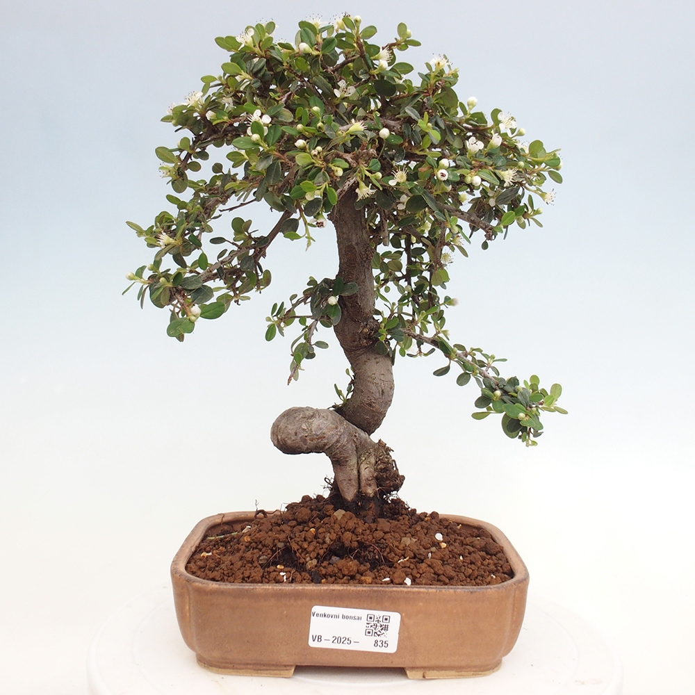 Outdoor-Bonsai-Cotoneaster dammeri - Rock Damer