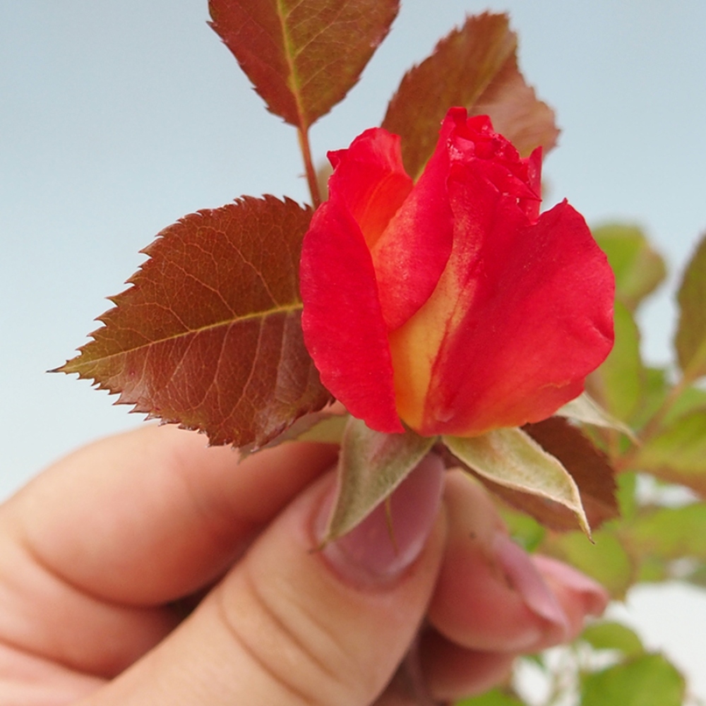 Freilandbonsai - Rosa Kordes -  Rose