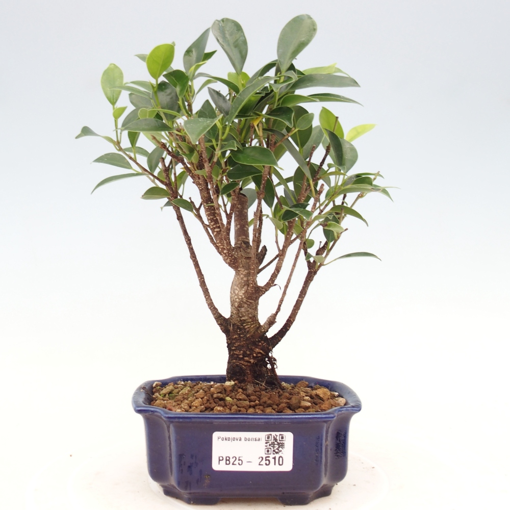 Zimmerbonsai - Kleinblättriger Ficus - Ficus kimmen
