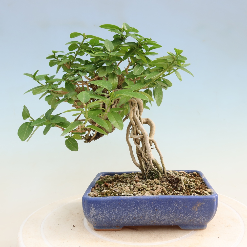 Zimmerbonsai - Premna serratifolia - Kozlovna malolista
