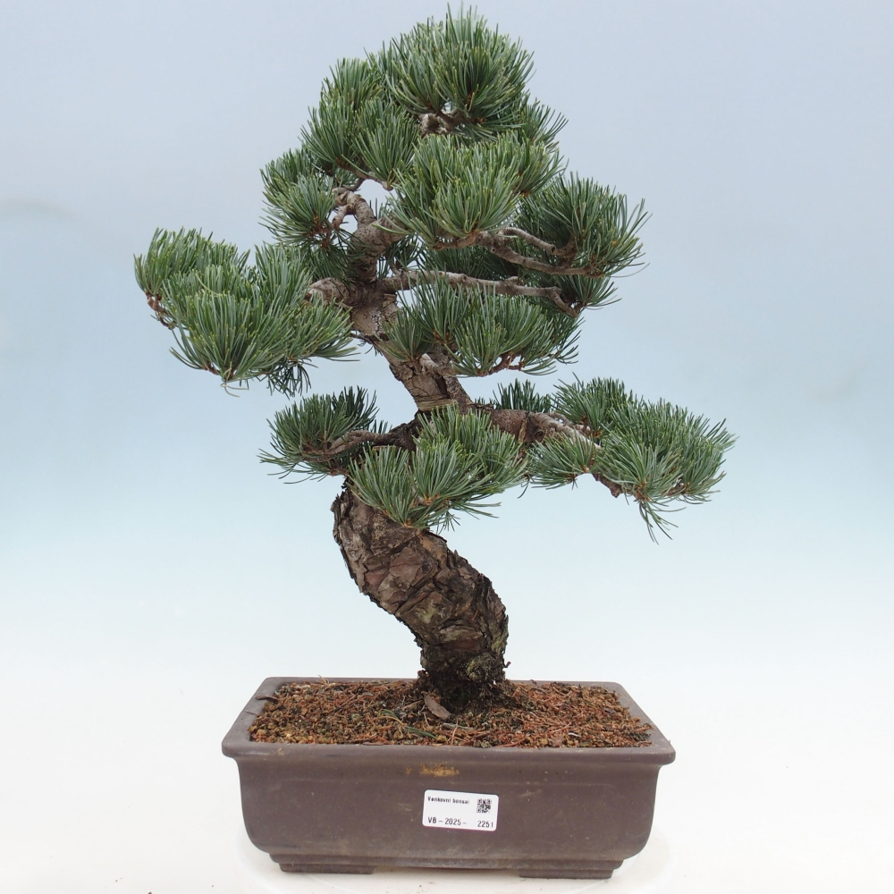 Bonsai im Freien - Pinus parviflora - kleine Kiefer