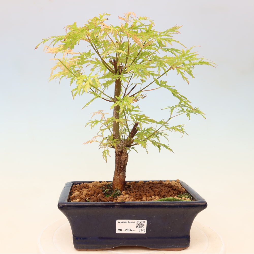 Bonsai für draußen - Acer palmatum Dissectum