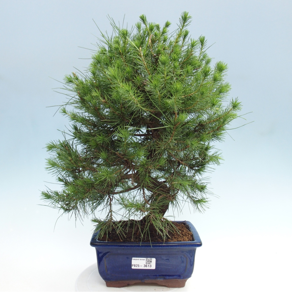 Zimmer Bonsai-Pinus halepensis-Kiefer von Aleppo