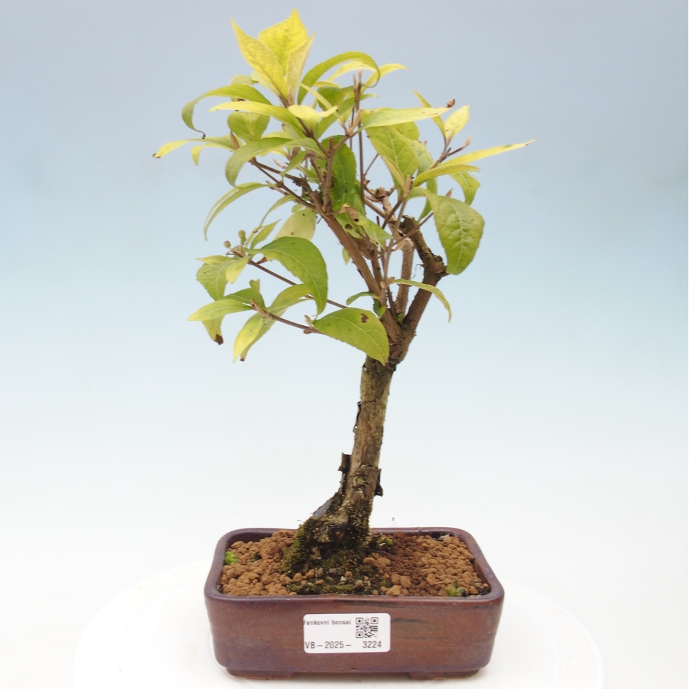 Bonsai im Freien - wunderschöne Pflanze - Callicarpa japonica