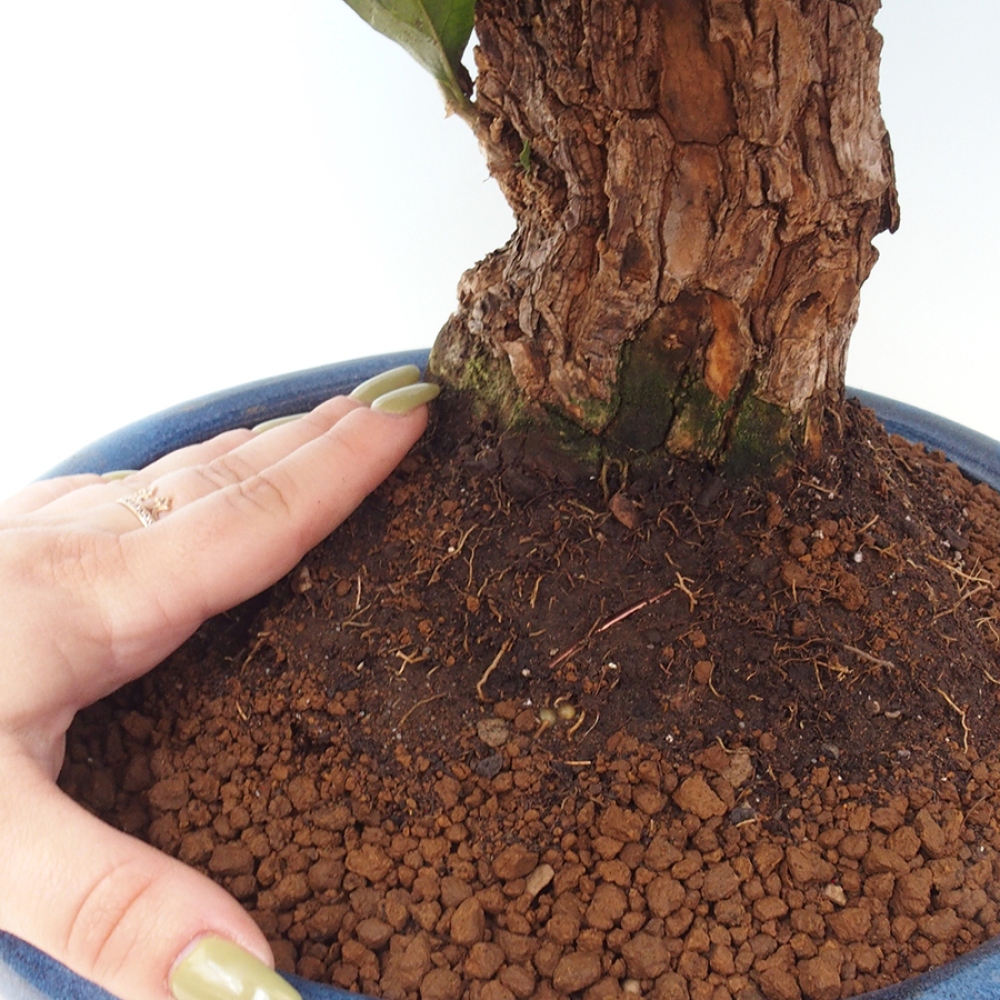 Indoor Bonsai - Bouganwilea