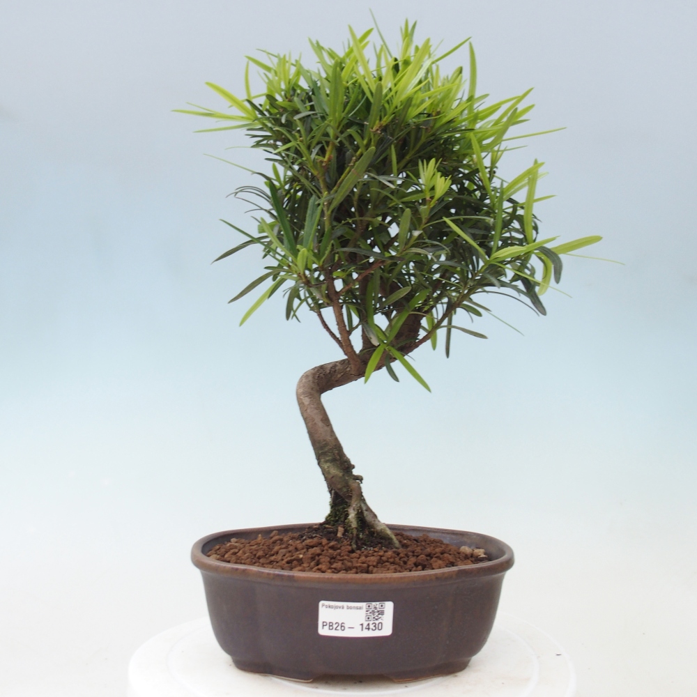 Zimmerbonsai - Podocarpus - Stein-Eibe