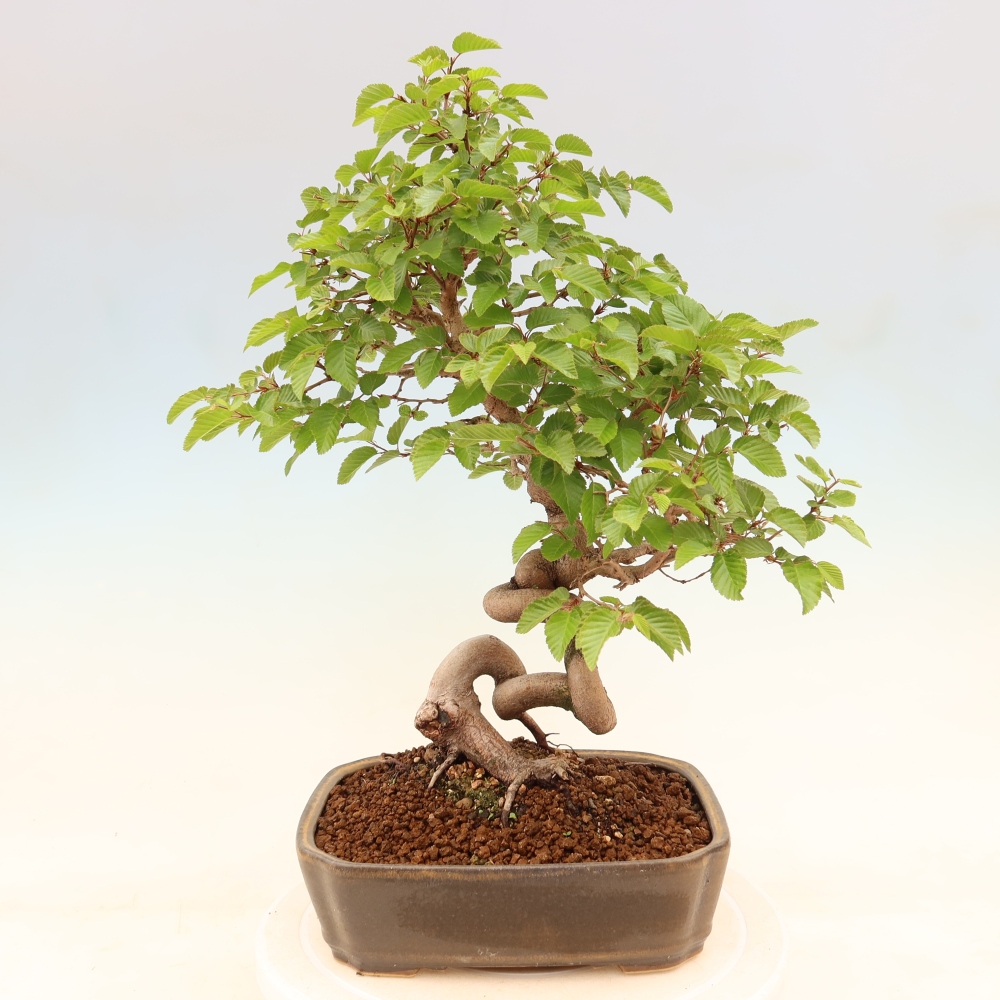 Bonsai für draußen - Karpinus Coreana - Koreanische Hainbuche