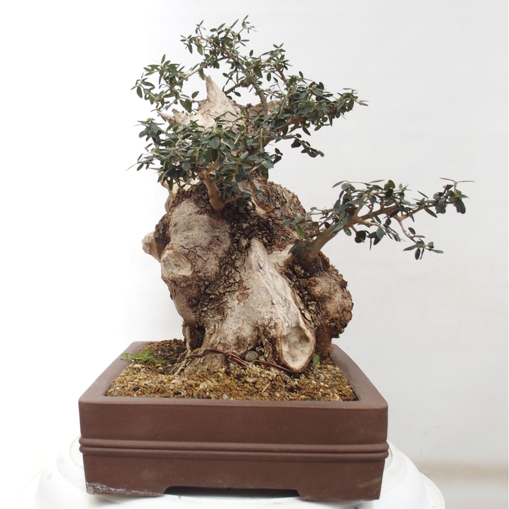 Indoor-Bonsai - Olea europaea sylvestris - Europäisches kleinblättriges Olivenöl