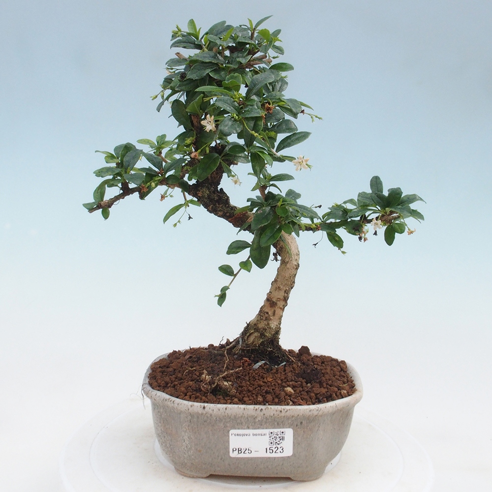 Zimmerbonsai - Carmona Macrophylla - Fuki-Tee