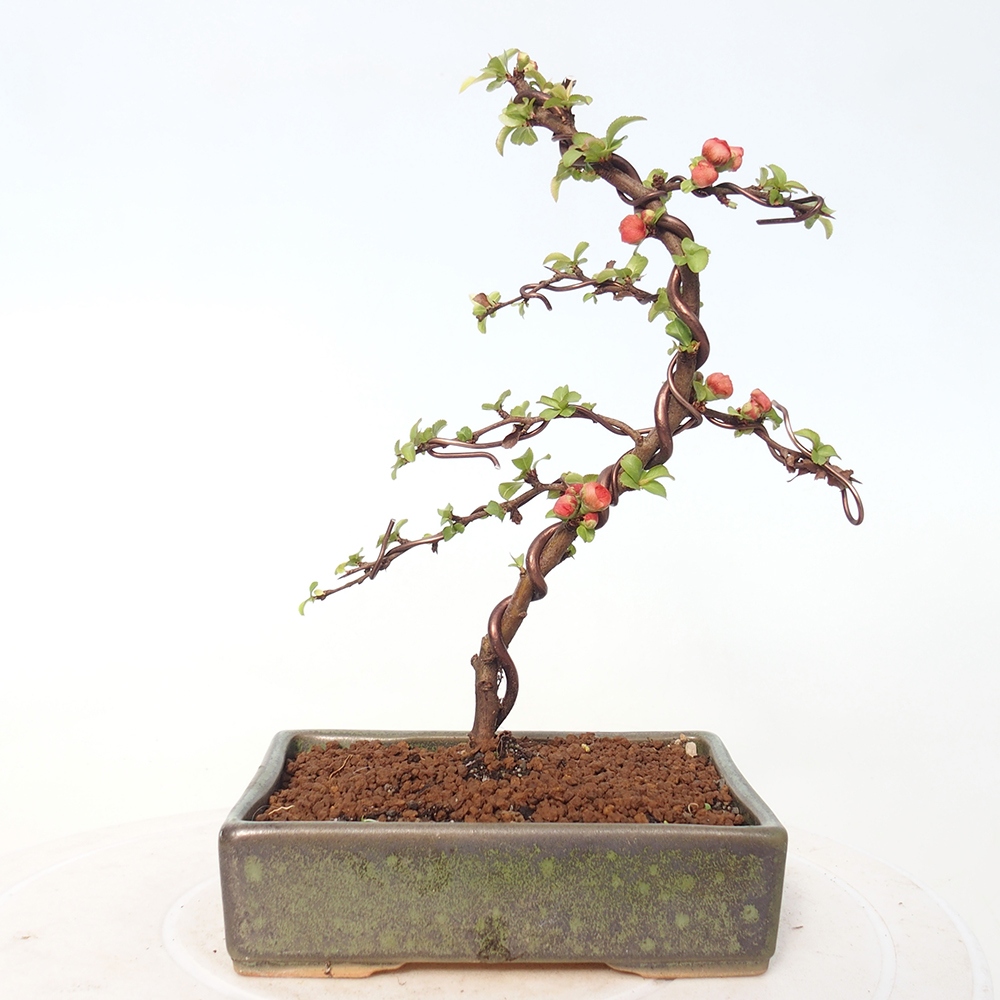 Bonsai für draußen - Chaneomeles s. Red Joy - Quitte