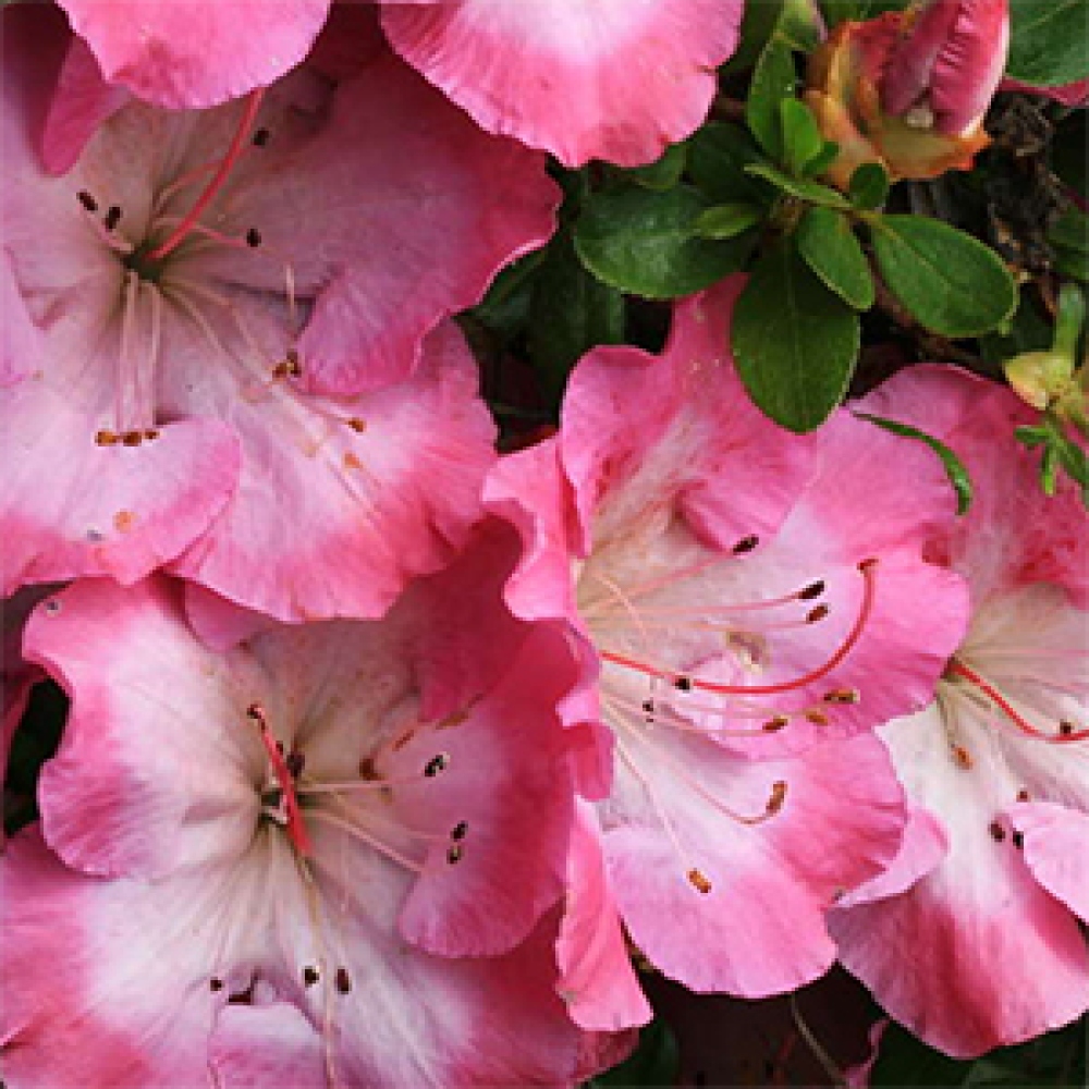 Bonsai im Freien - Japanische Azalee - Azalea Sakurakomachi