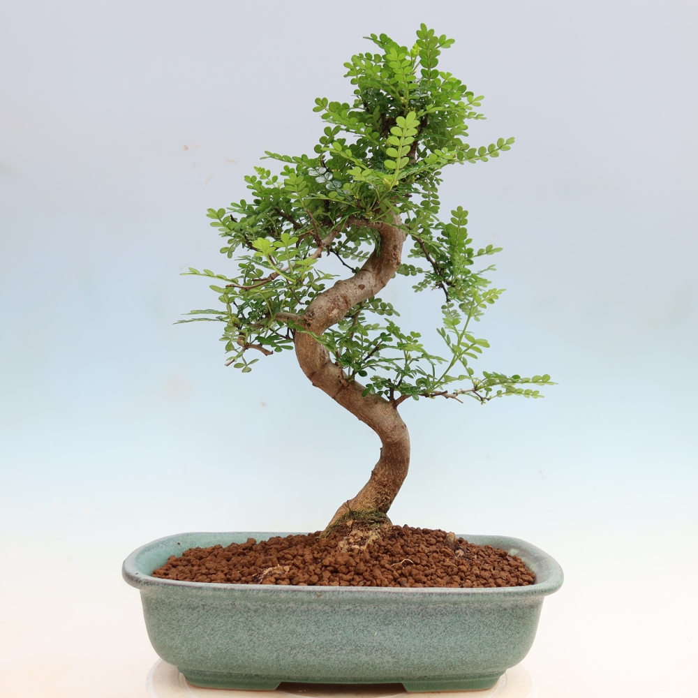 Zimmer Bonsai - Zantoxylum piperitum - Pfefferbaum