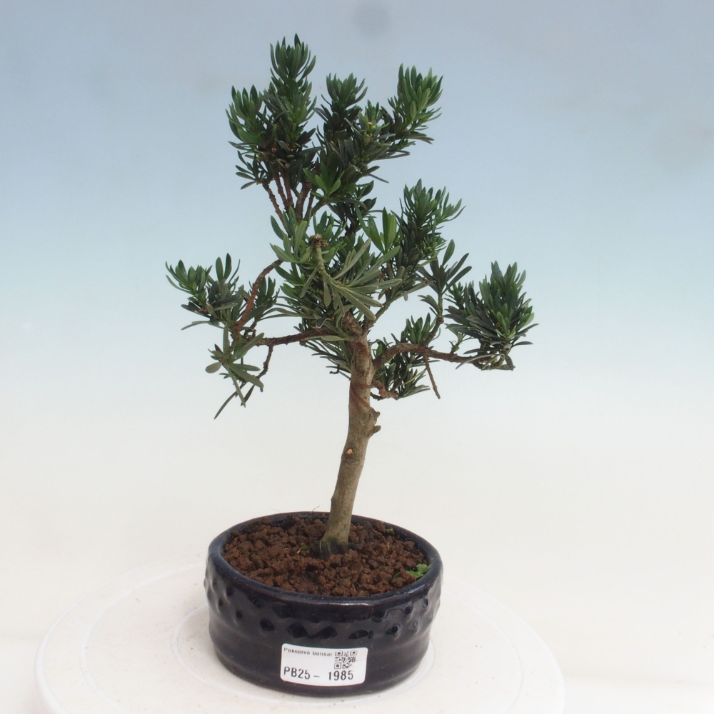 Indoor-Bonsai - Podocarpus - Stein tausend