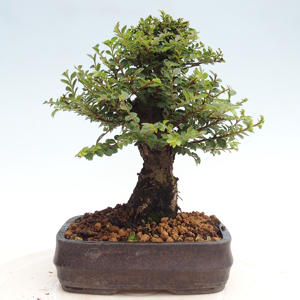 Bonsai im Freien - Ulmus parvifolia Hokkaido - Chinesische Ulme