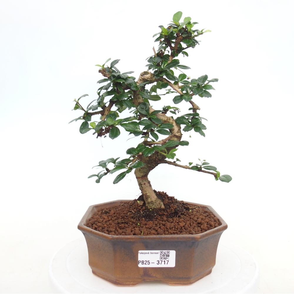 Zimmer-Bonsai - Carmona macrophylla - Tee-Fuki