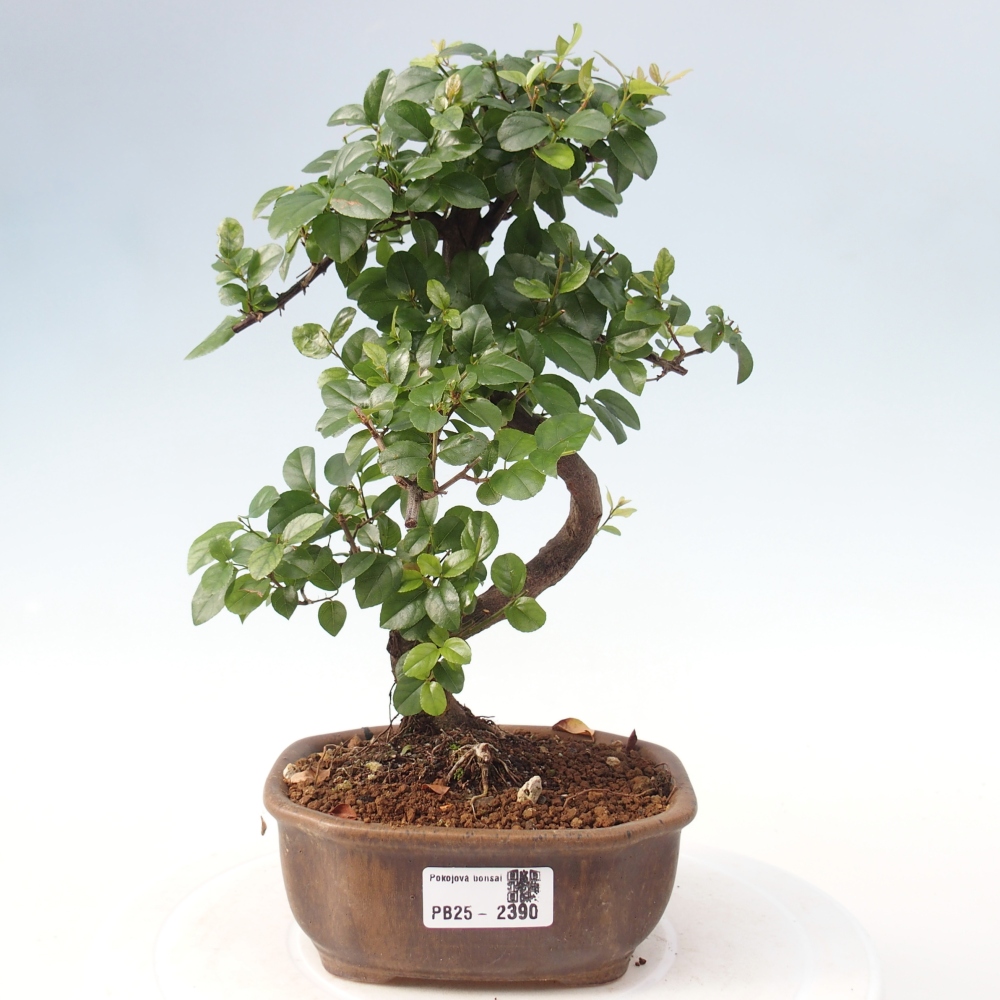 Zimmerbonsai - Sagerécie thea - Sagerécie thea