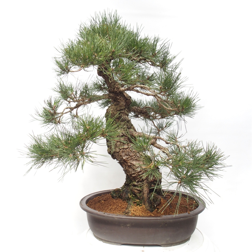 Outdoor-Bonsai - Pinus thunbergii - Thunbergkiefer