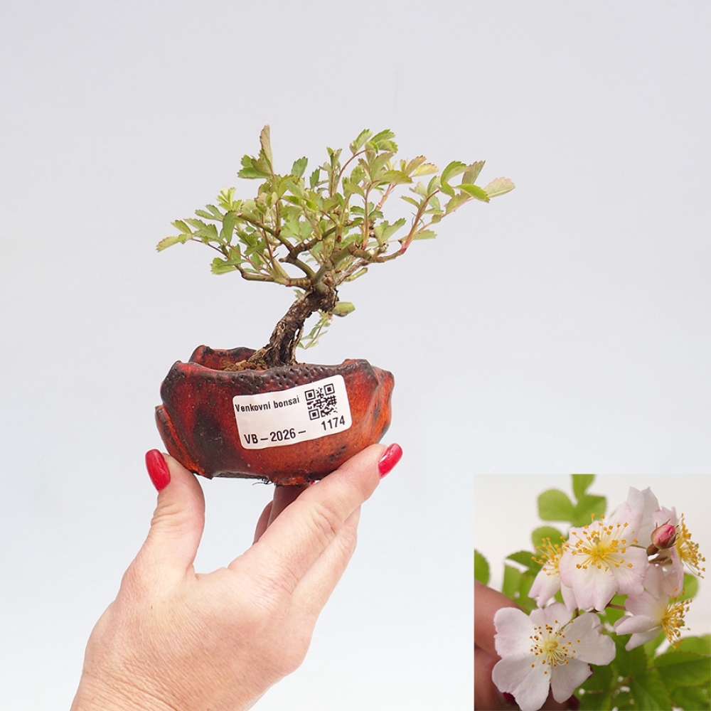 Bonsai für draußen - Rosa sp. - kleinblütige Rose