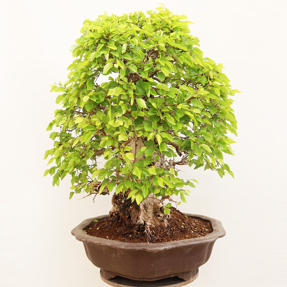 Bonsai im Freien - Carpinus Coreana - Koreanische Hainbuche