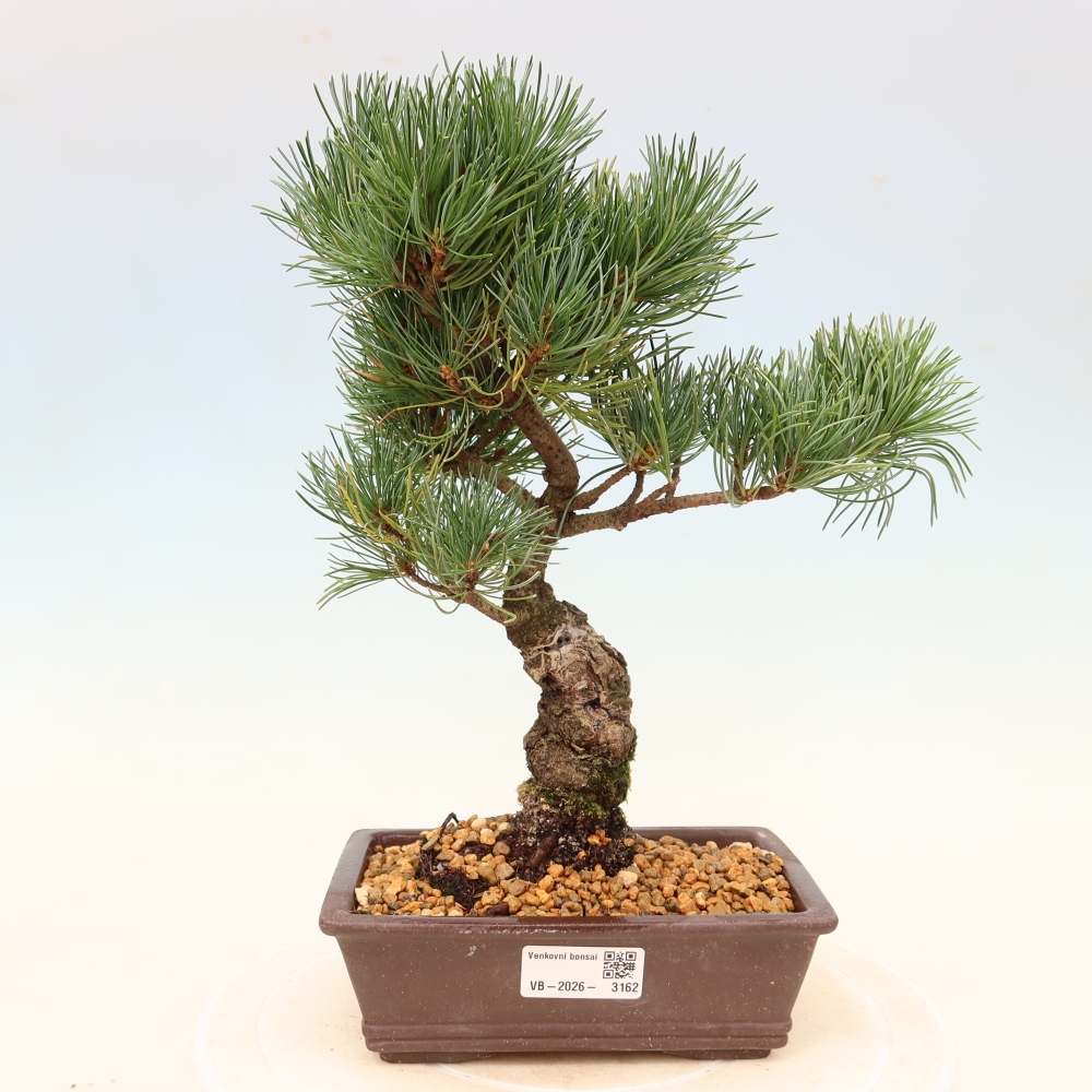 Bonsai für draußen - Pinus parviflora - Pinus parviflora