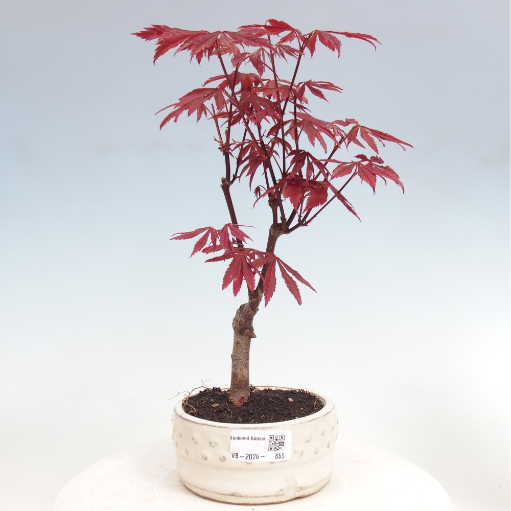 Bonsai für draußen - Acer-Palme. Atropurpureum-Javor palmate