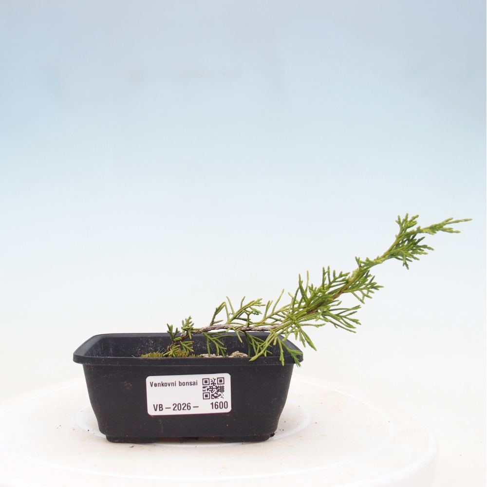 Bonsai für draußen - Juniperus chinensis Itoigawa